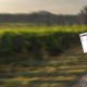 ViniTIC, la solution de communication pour les vignerons